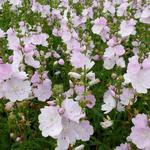 Sidalcea 'Little Princess' - Sidalcea 'Little Princess'