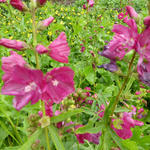 Sidalcea 'Red Wine' - 