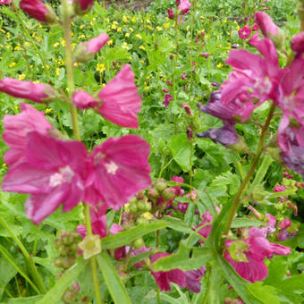 Sidalcea 'Red Wine'