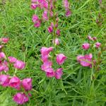 Sidalcea oregana 'Brilliant' - Sidalcea oregana 'Brilliant'