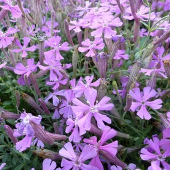 Silene schafta 'Splendens'