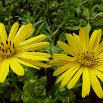 Silphium laciniatum