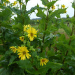 Silphium perfoliatum - Durchwachsene Silphie