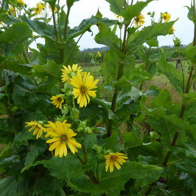 Silphium perfoliatum - Durchwachsene Silphie