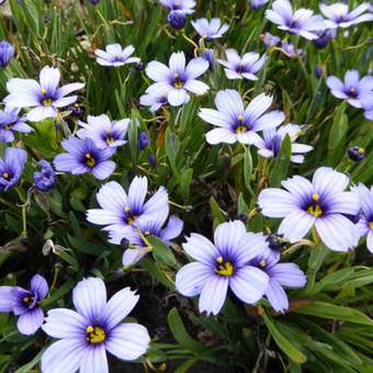 Sisyrinchium 'Devon Skies'