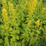 Solidago flexicaulis 'Variegata' - 