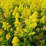 Solidago 'Ducky' - 