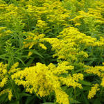 Solidago 'Golden Dwarf' - Solidago 'Golden Dwarf'