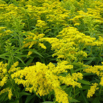 Solidago 'Golden Dwarf'