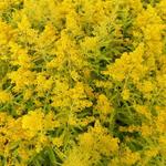 Solidago 'Golden Mosa' - Solidago 'Golden Mosa'