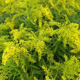 Solidago 'Ledsham'