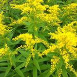 Solidago 'Strahlenkrone' - Solidago 'Strahlenkrone'