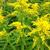 Solidago 'Strahlenkrone'