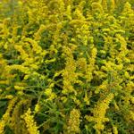 Solidago rugosa 'Fireworks'