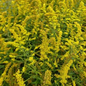 Solidago rugosa 'Fireworks'