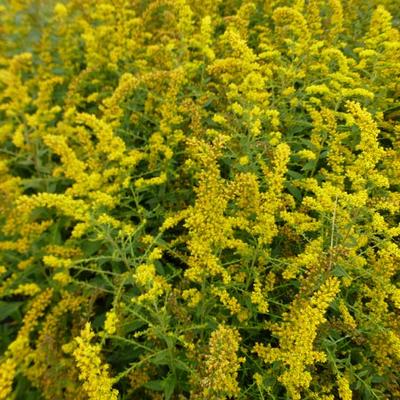 Solidago rugosa 'Fireworks' - 