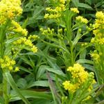 Solidago sempervirens 'Goldene Wellen' - 