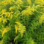 Solidago shortii - 