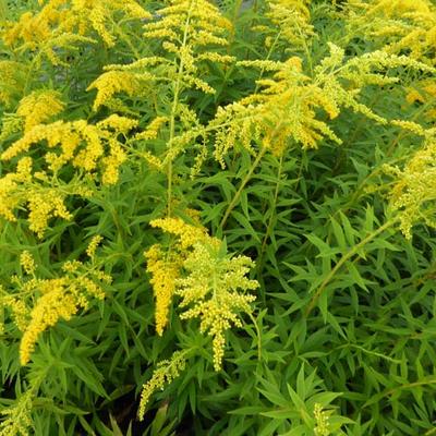 Solidago shortii - 