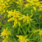 Solidago virgaurea - Gewöhnliche Goldrute