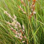 Gelbes Indianergras - Sorghastrum nutans