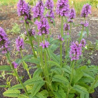 Stachys monieri 'Hummelo'