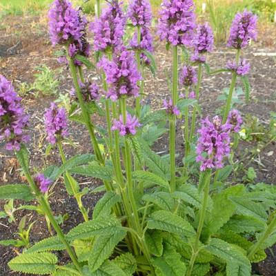 Stachys monieri 'Hummelo' - STACHYS MONNIERI 'HUMMELO'