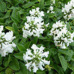 Stachys officinalis 'Alba' - 