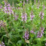 Stachys palustris - Épiaire des marais