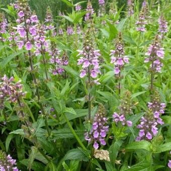 Stachys palustris