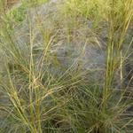 Stipa capillata - Haar-Pfriemengras - Stipa capillata