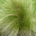 Stipa tenuissima - 