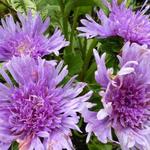 Stokesia laevis - Kornblumenaster - Stokesia laevis