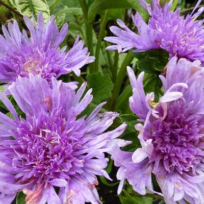 Stokesia laevis - Kornblumenaster