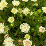 Stokesia laevis 'Mary Gregory' - 