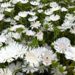 Stokesia laevis 'Träumerei' - 