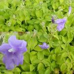 Strobilanthes attenuata 'Blue Carpet' - 