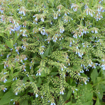 Symphytum azureum