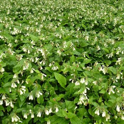 Symphytum grandiflorum - Consoude à grandes fleurs