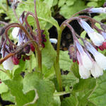 Symphytum grandiflorum 'Hidcote Blue' - Symphytum grandiflorum 'Hidcote Blue'