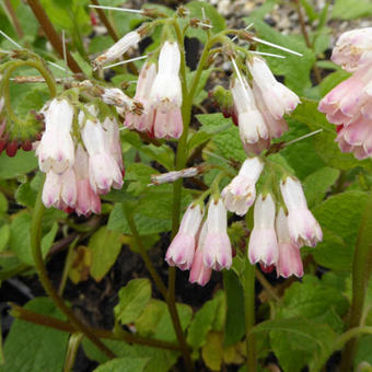 Symphytum grandiflorum 'Hidcote Pink'