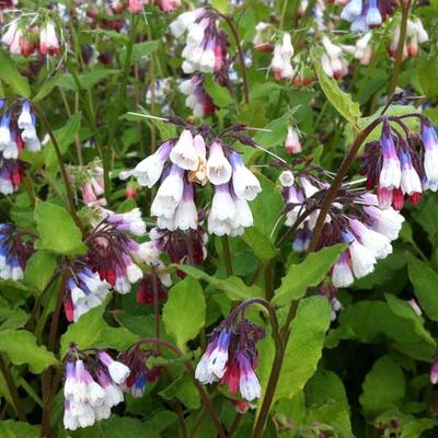 Symphytum grandiflorum 'Sky Blue Pink' - 