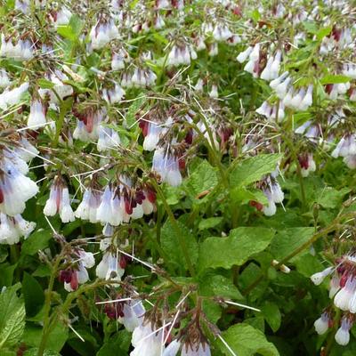 Symphytum grandiflorum 'Wisley Blue' - 