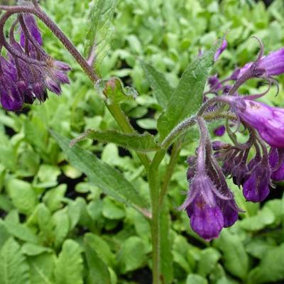 Symphytum officinale - Consoude officinale