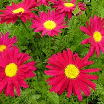 Tanacetum coccineum 'Robinson's Red'