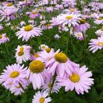 Tanacetum coccineum 'Robinson's Rose'