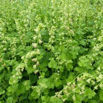 Tellima grandiflora