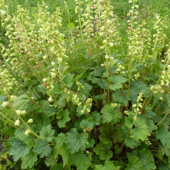 Tellima grandiflora 'Forest Frost'