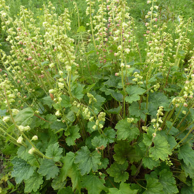 Tellima grandiflora 'Forest Frost' - 