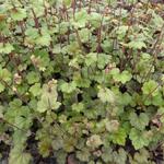 Tellima grandiflora 'Moorblut' - Tellima grandiflora 'Moorblut'